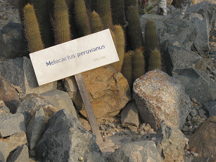 Tafel des peruanischen Melonenkaktus (Melocactus
                peruvianus)