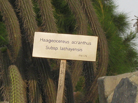 Tafel eines weiteren Kaktus Haageocereus acranthus