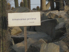 Tafel des Kaktus Armatocereus procerus