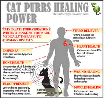 Heilenergien der Katze, Schema