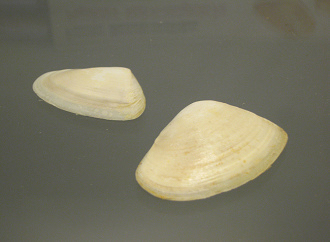 Paphies subtriangulata, primer plano