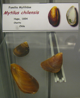 Mytilus chilensis