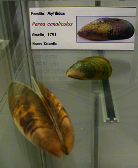 Perna
                          canaliculus
