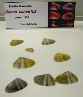 Donax
                          cuneatus