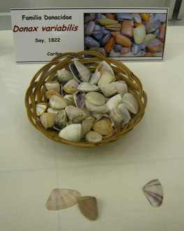 Donax variabilis