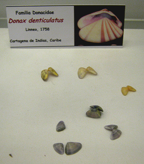 Donax denticulatus