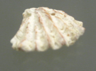 Plicatula gibbosa 01, primer plano
