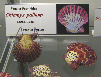 Clamys pallium, Tafel