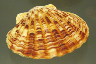 Chlamys macassarensis, primer plano