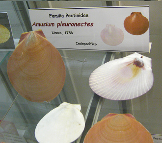 Amusium pleuronectes, Tafel
