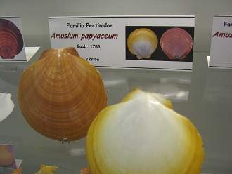 Amusium papyaceum, Tafel