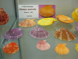Chlamys australis