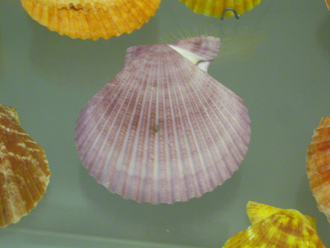Chlamys australis, primer plano