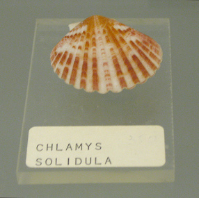 Chlamys solidula, primer plano