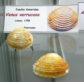 Venus verrucosa