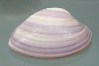 Amiantis purpurata, primer
                                    plano