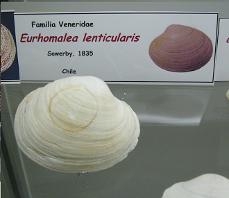 Eurhomalea lenticularis, placa