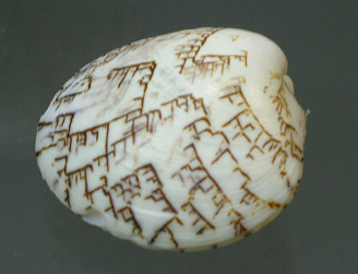 Lioconcha hieroglyphica, primer plano 01