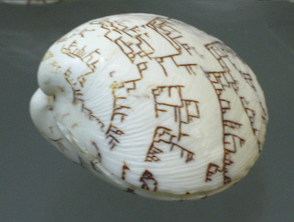 Lioconcha hieroglyphica, primer plano 02