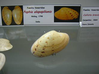 Paphia alapapilionis
