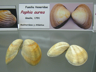 Paphia
                          aurea