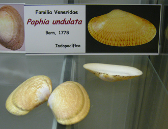 Paphia
                          unduata