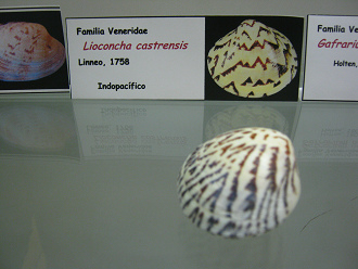 Lioconcha castrensis