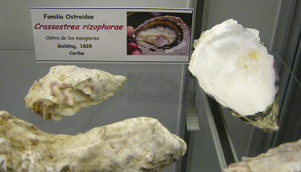 Crassostrea rizophorae, placa