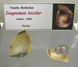 Isognomon bicolor, placa