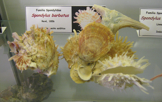 Spondylus barbatus 02