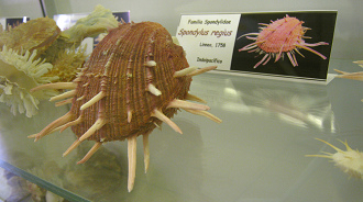 Spondylus regius, Tafel