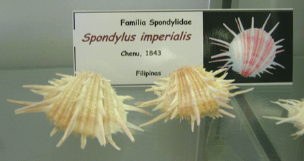 Spondylus imperialis, placa