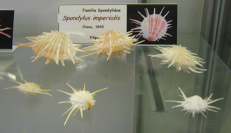 Spondylus imperialis