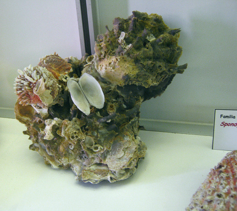 Spondylus leucacanthus en una
                                    piedra
