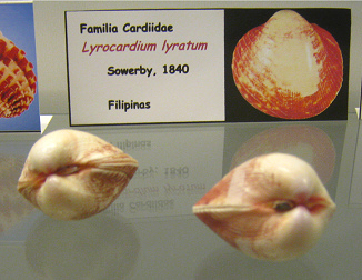 Lyrocardium lyratum