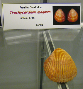 Trachycardium magnum
