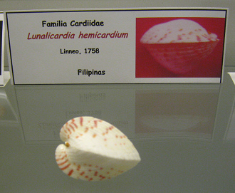 Lunalicardia hemicardium