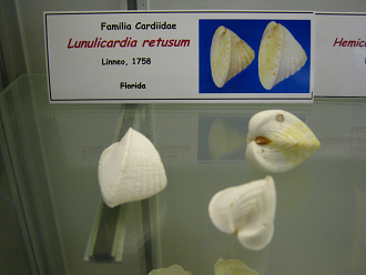 Lunulicardia retusum