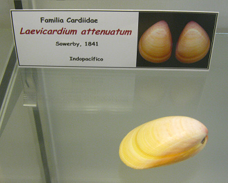 Laevicardium attenuatum