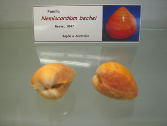 Nemiocardium bechei
