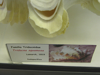 Tridacna squamosa, placa