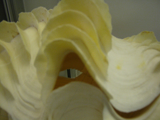 Tridacna squamosa, primer plano 02