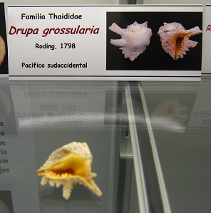 Drupa grossularia