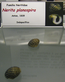 Nerita planospira