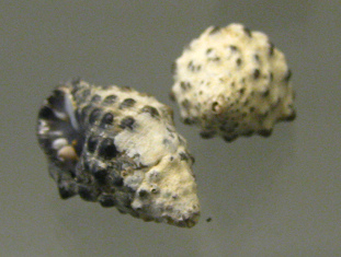 Morula granulata, primer plano