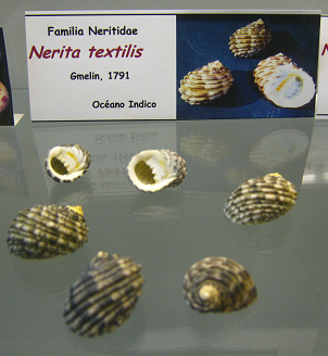Nerita textilis