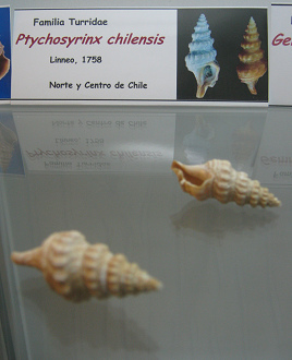 Ptychosyrinx chilensis