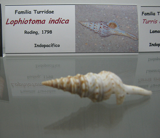 Lophiotoma indica