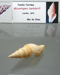 Micantapex luehdorfi