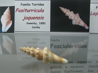 Fusiturricula jaquensis